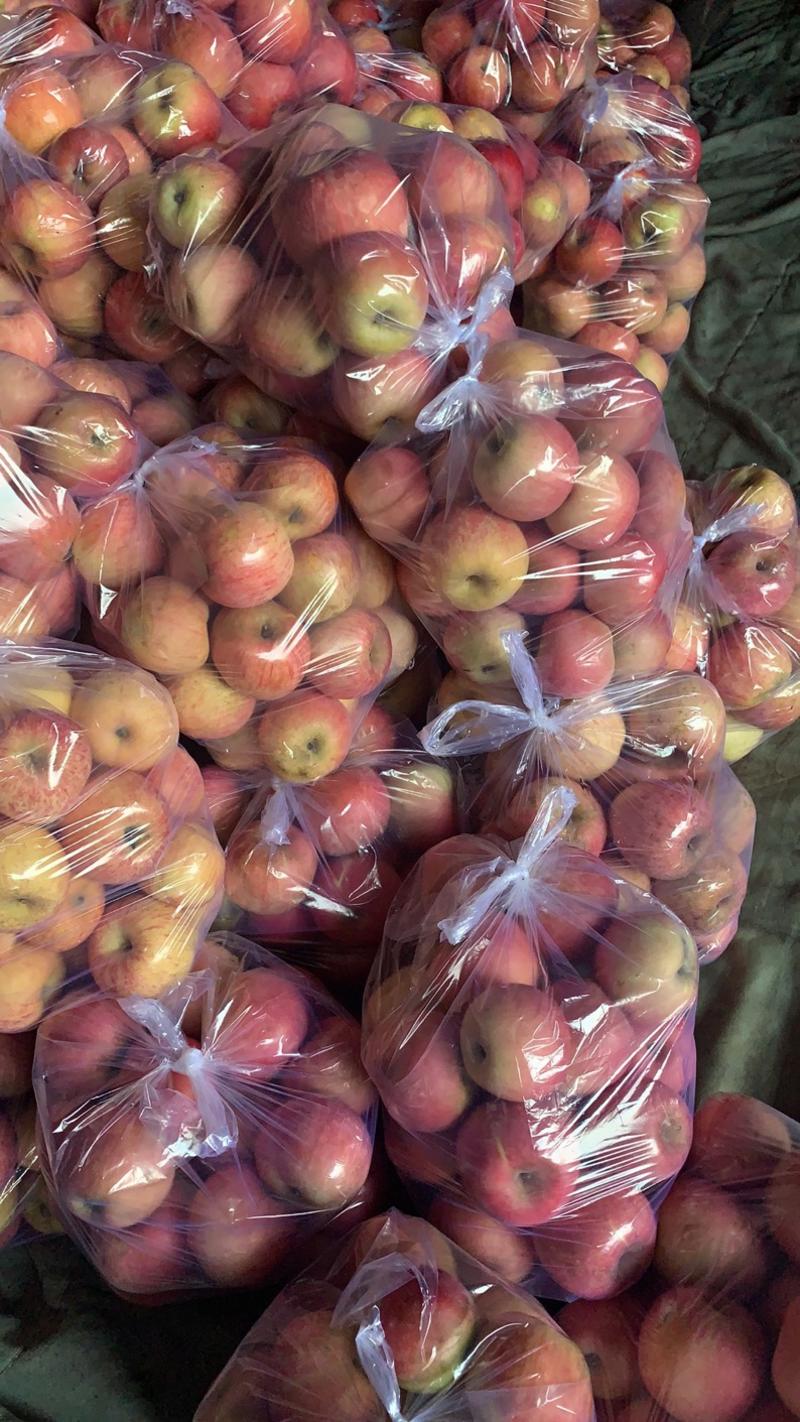 丑苹果膜袋纸袋红苹果产地直销批发价格便宜全国发货