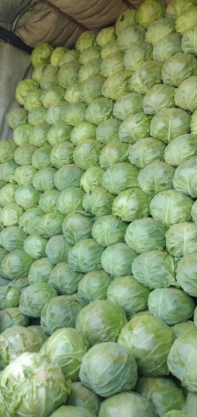 【甘蓝】大量供应精品甘蓝，优质恒绿二十五质量保证欢迎采购