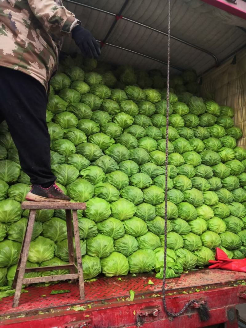 【甘蓝】大量供应精品甘蓝，优质恒绿二十五质量保证欢迎采购