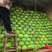 【推荐】圆包菜大量上市甘蓝恒绿二十五产地直供欢迎采购