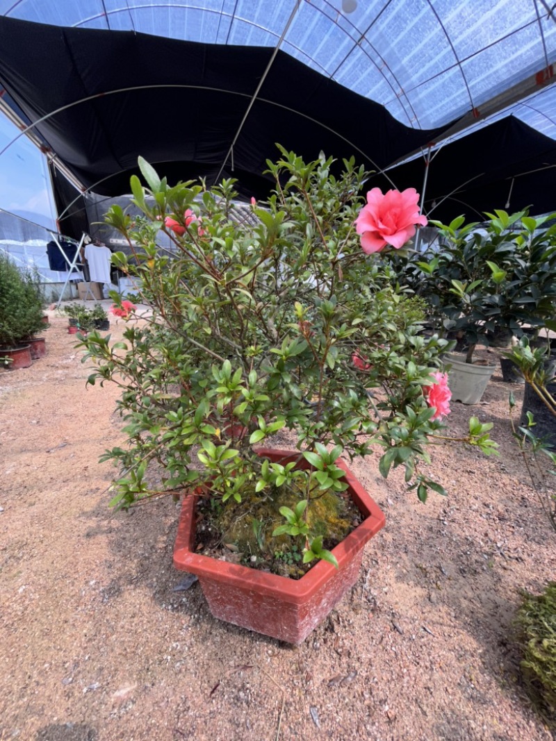 皋月杜鹃红万重，原生老桩