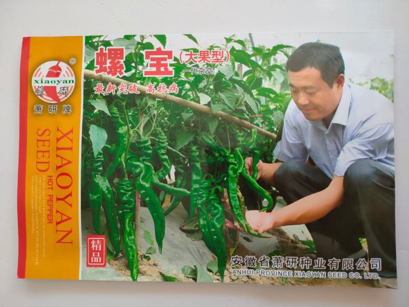 萧研螺丝椒种子新一代大果型小叶深螺纹极早熟品种种子