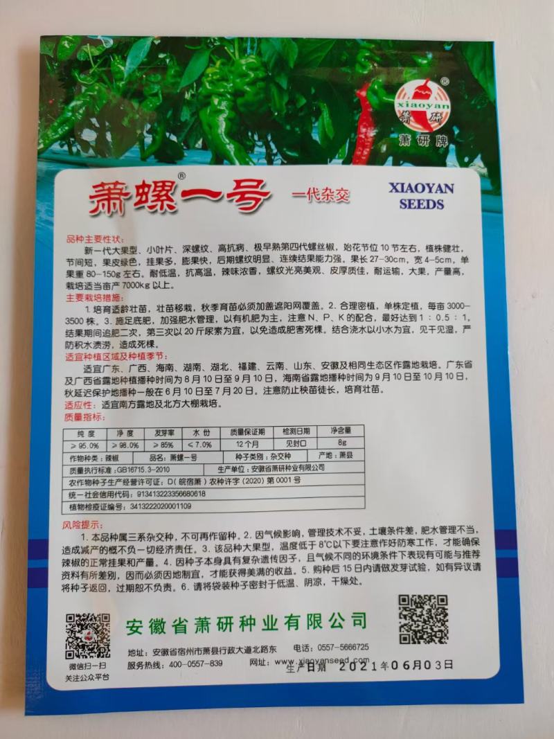 萧研螺丝椒种子新一代大果型小叶深螺纹极早熟品种种子