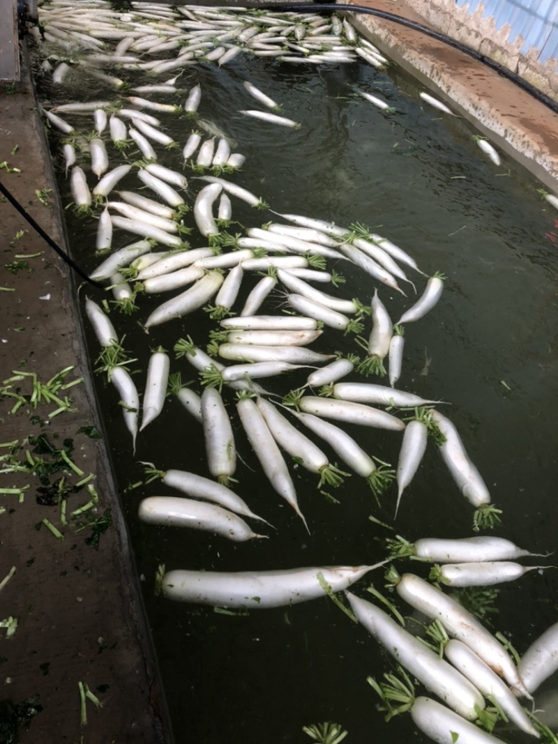 云南寻甸高山甜脆白罗卜量大从优