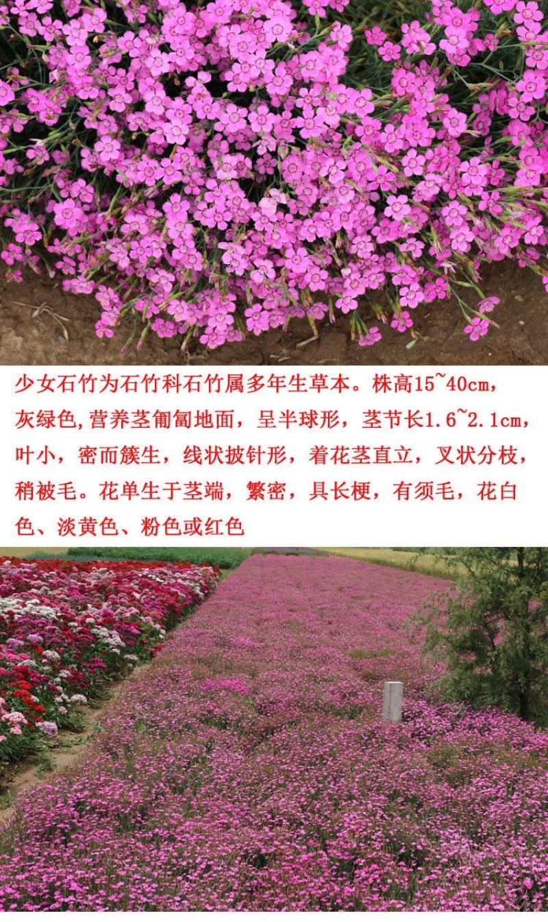 五彩石竹种子少女石竹美国石竹常夏石竹欧石竹多年生耐寒花卉