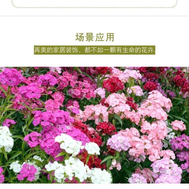 五彩石竹种子少女石竹美国石竹常夏石竹欧石竹多年生耐寒花卉