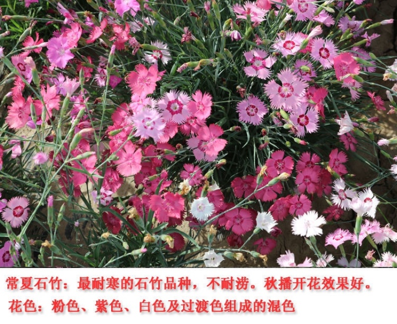 五彩石竹种子少女石竹美国石竹常夏石竹欧石竹多年生耐寒花卉