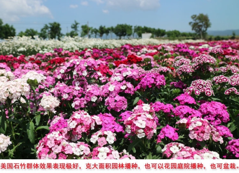 五彩石竹种子少女石竹美国石竹常夏石竹欧石竹多年生耐寒花卉