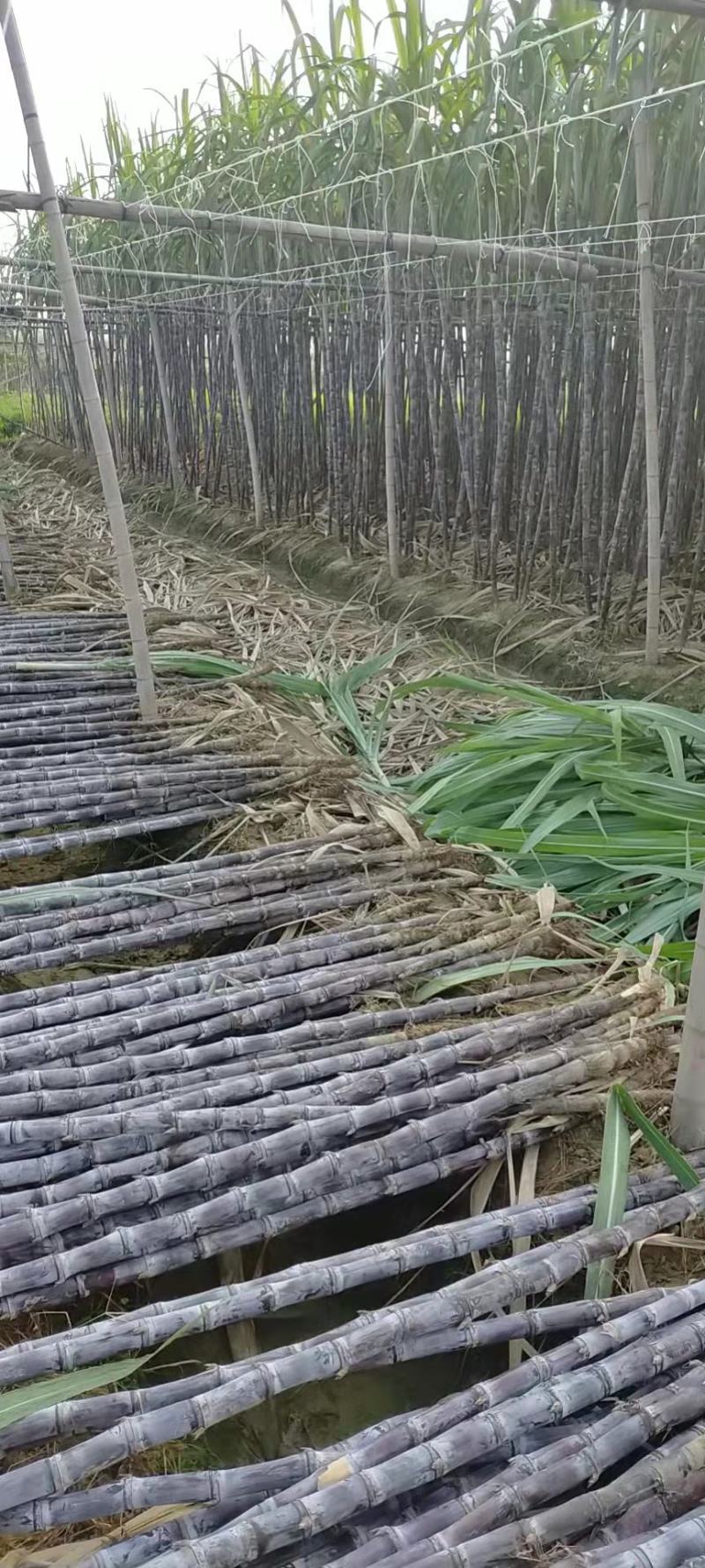 《实力商家》＞广东清远韶关甘蔗已大量上市，甜产地一手货