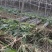 《实力商家》＞广东清远韶关甘蔗已大量上市，甜产地一手货