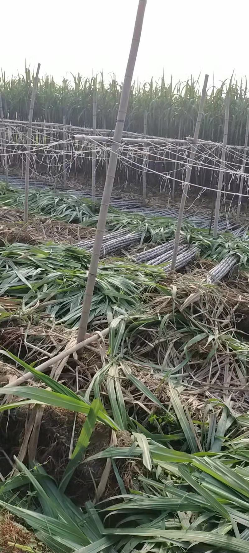 《实力商家》＞广东清远韶关甘蔗已大量上市，甜产地一手货