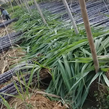《实力商家》＞广东清远韶关甘蔗已大量上市，甜产地一手货
