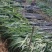 《实力商家》＞广东清远韶关甘蔗已大量上市，甜产地一手货