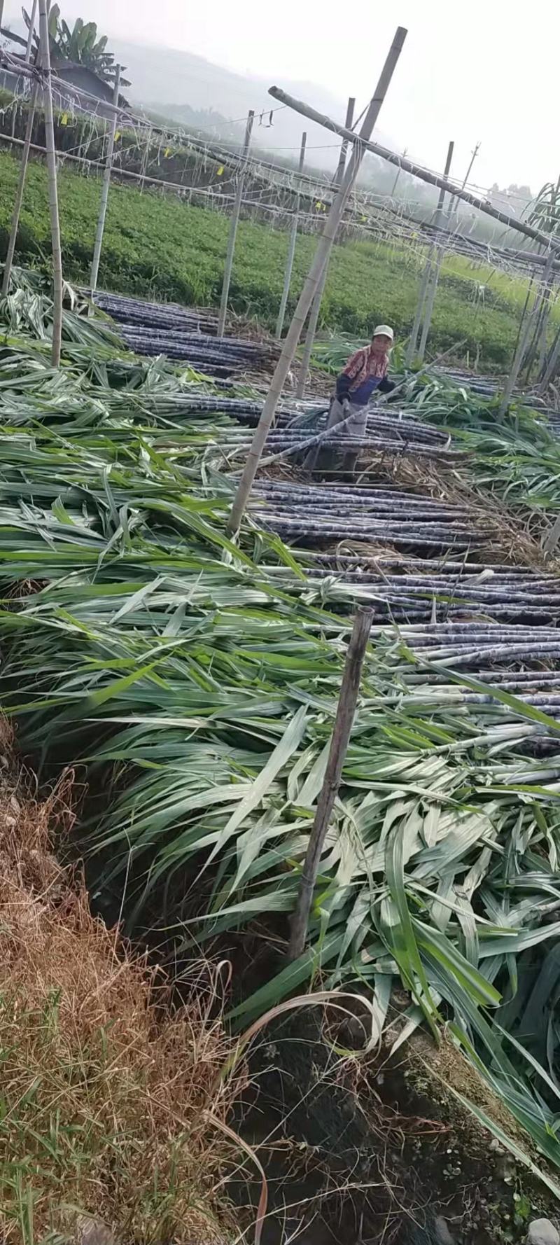 《实力商家》＞广东清远韶关甘蔗已大量上市，甜产地一手货