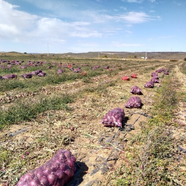 红美洋葱大量上市