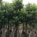 出售自家菠萝蜜树苗树菠萝5公分-15公分