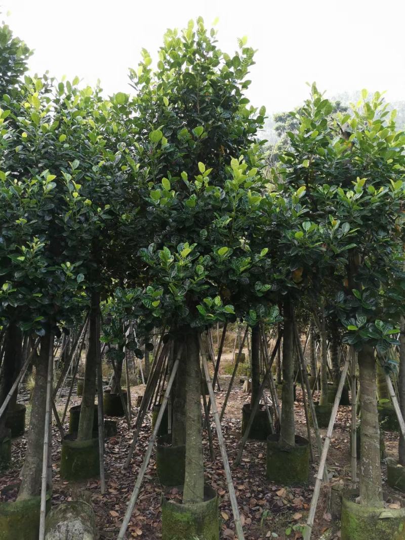 出售自家菠萝蜜树苗树菠萝5公分-15公分