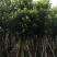 出售自家菠萝蜜树苗树菠萝5公分-15公分
