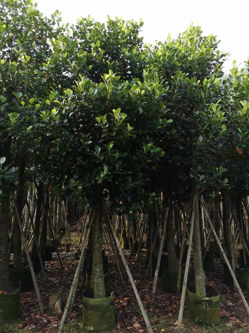 出售自家菠萝蜜树苗树菠萝5公分-15公分