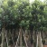 出售自家菠萝蜜树苗树菠萝5公分-15公分