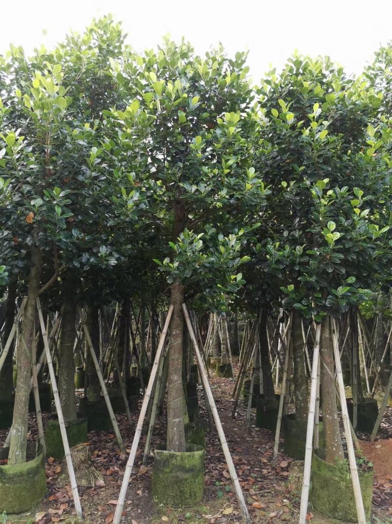 出售自家菠萝蜜树苗树菠萝5公分-15公分