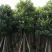 出售自家菠萝蜜树苗树菠萝5公分-15公分