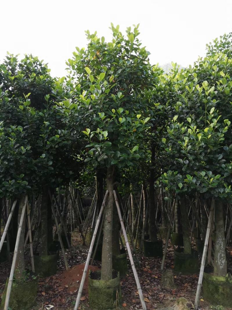 出售自家菠萝蜜树苗树菠萝5公分-15公分