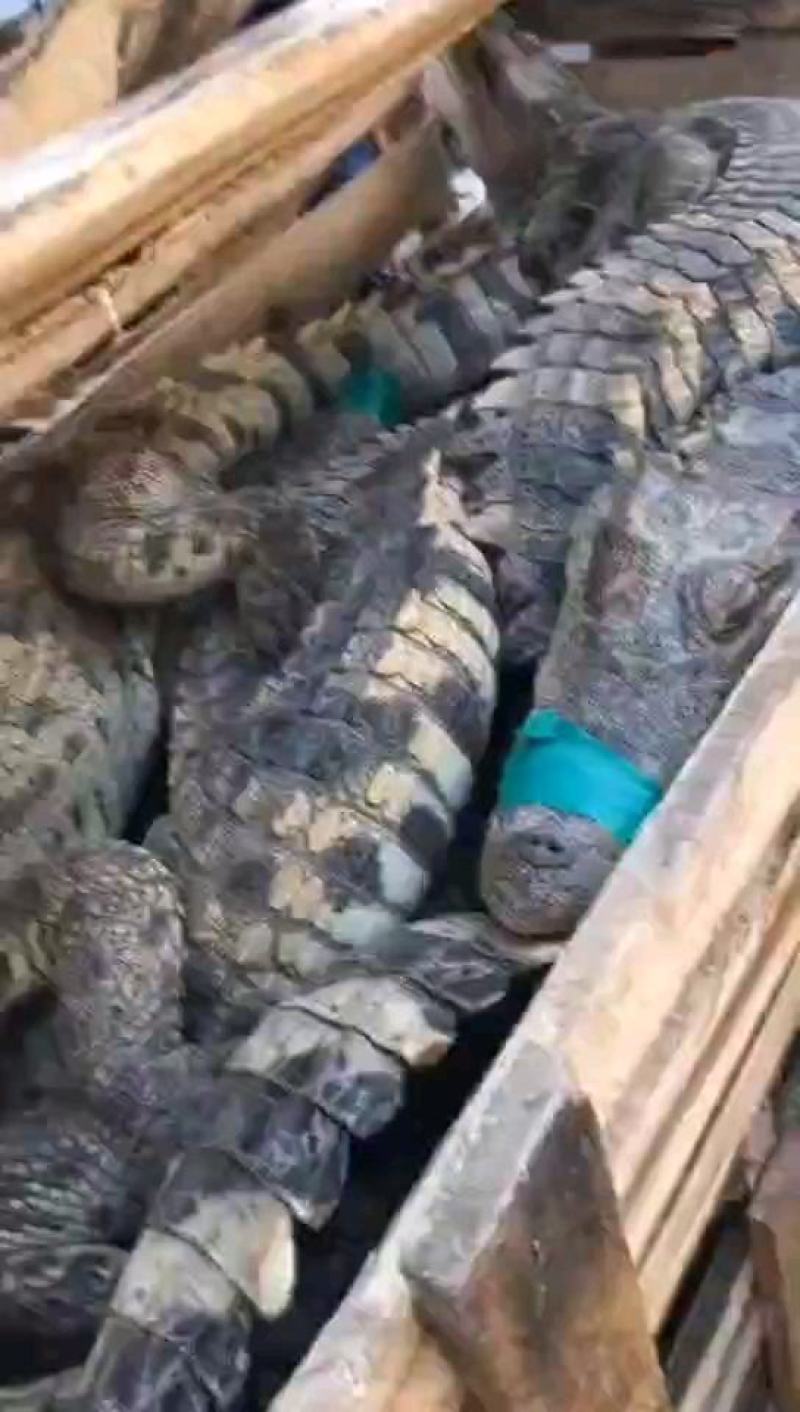 出一批二十斤鳄鱼量大优惠每条都可带合法养殖的标签
