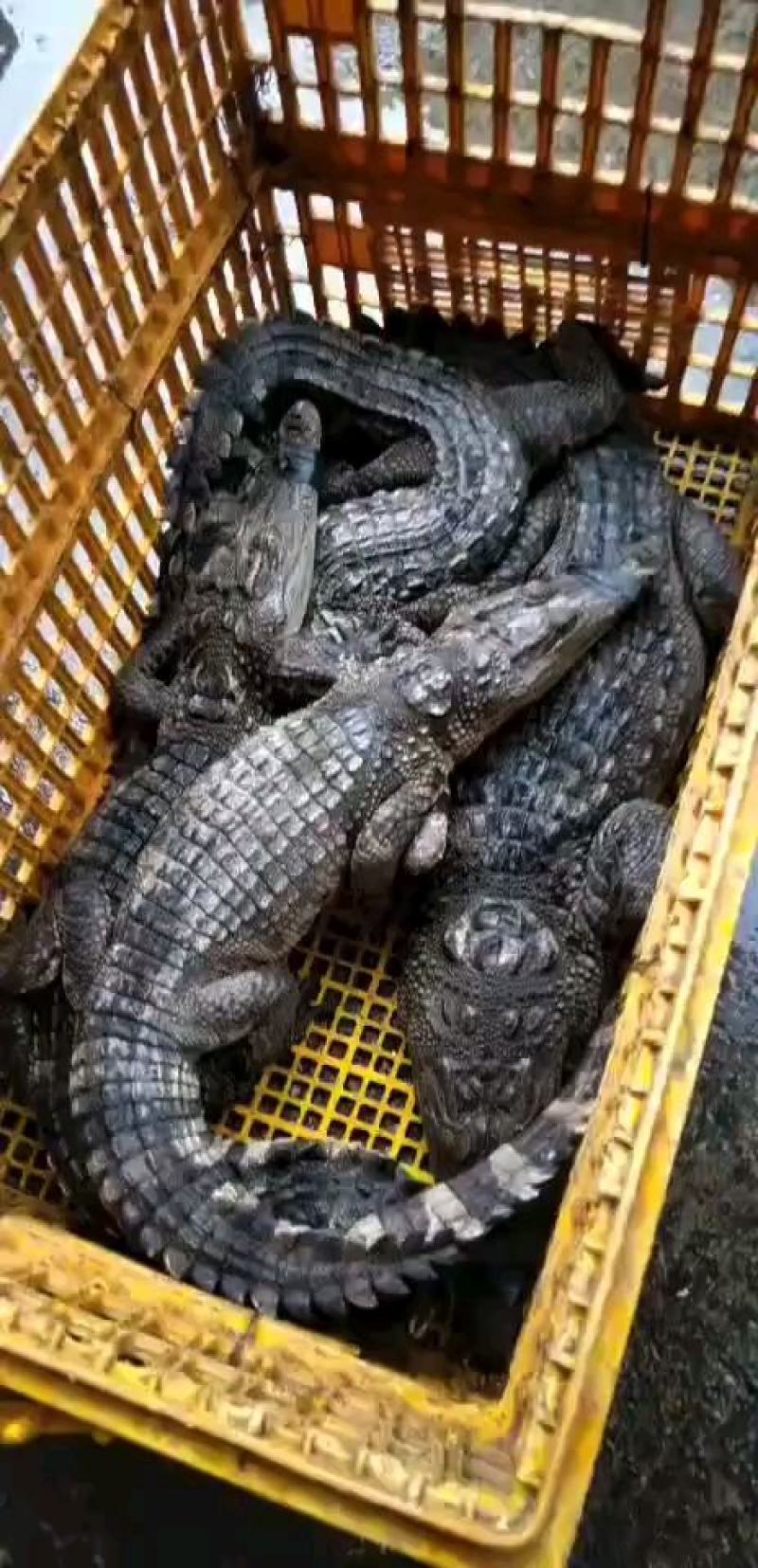 出一批二十斤鳄鱼量大优惠每条都可带合法养殖的标签