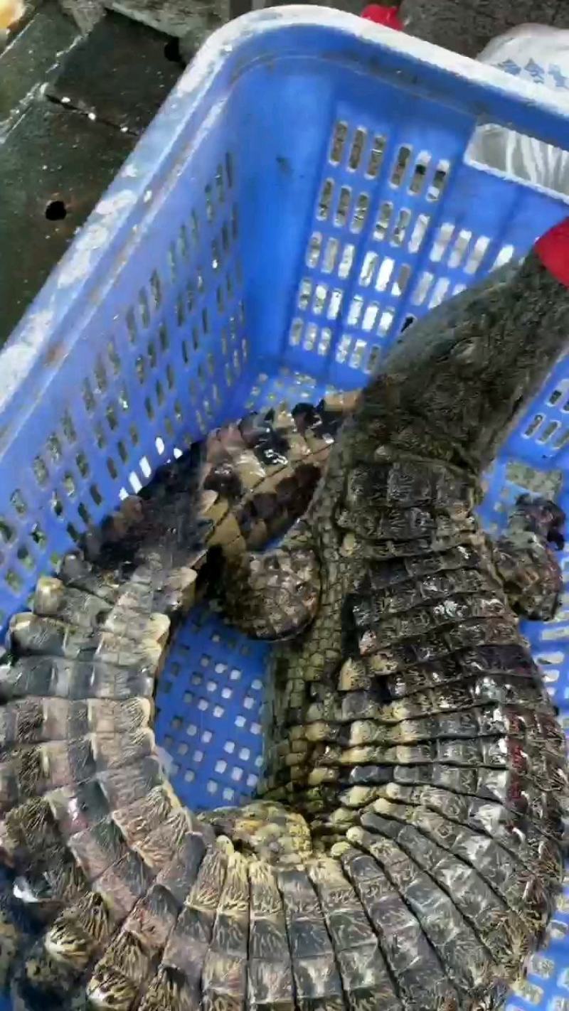 出一批二十斤鳄鱼量大优惠每条都可带合法养殖的标签