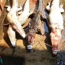 鳄鱼日常发货需要每条都可带合法养殖的标签