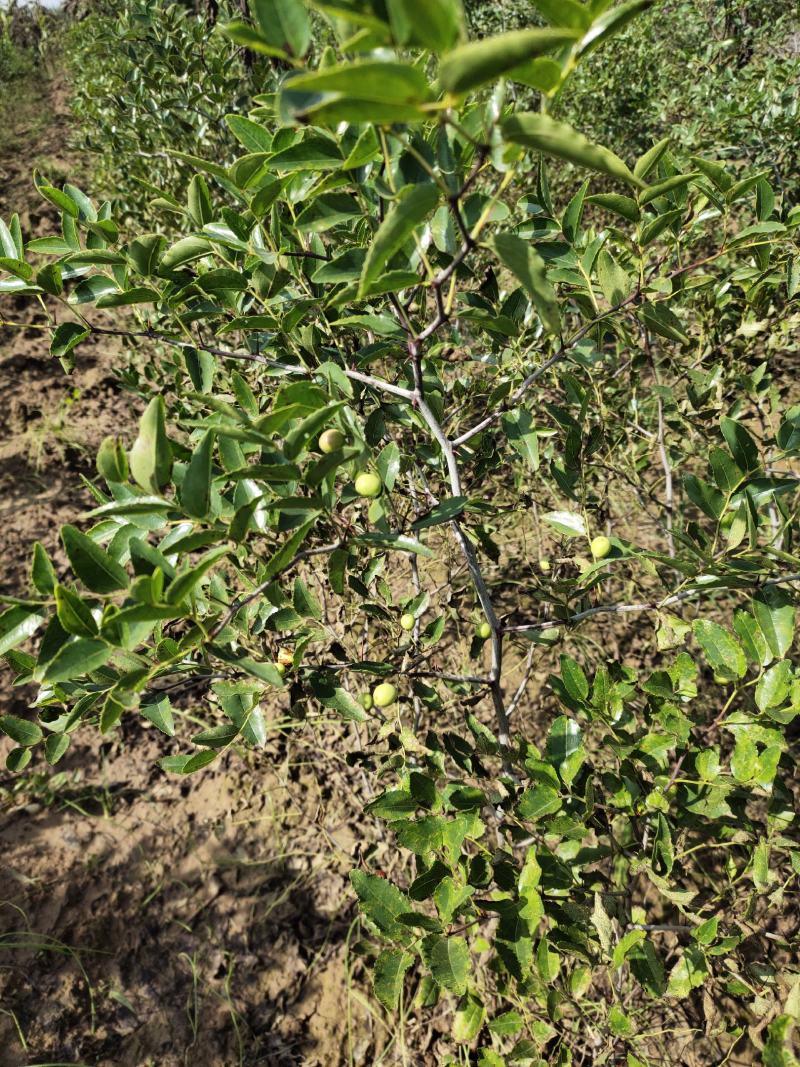 一年酸枣苗量大可嫁接冬枣蟠枣自己苗圃的质优价廉