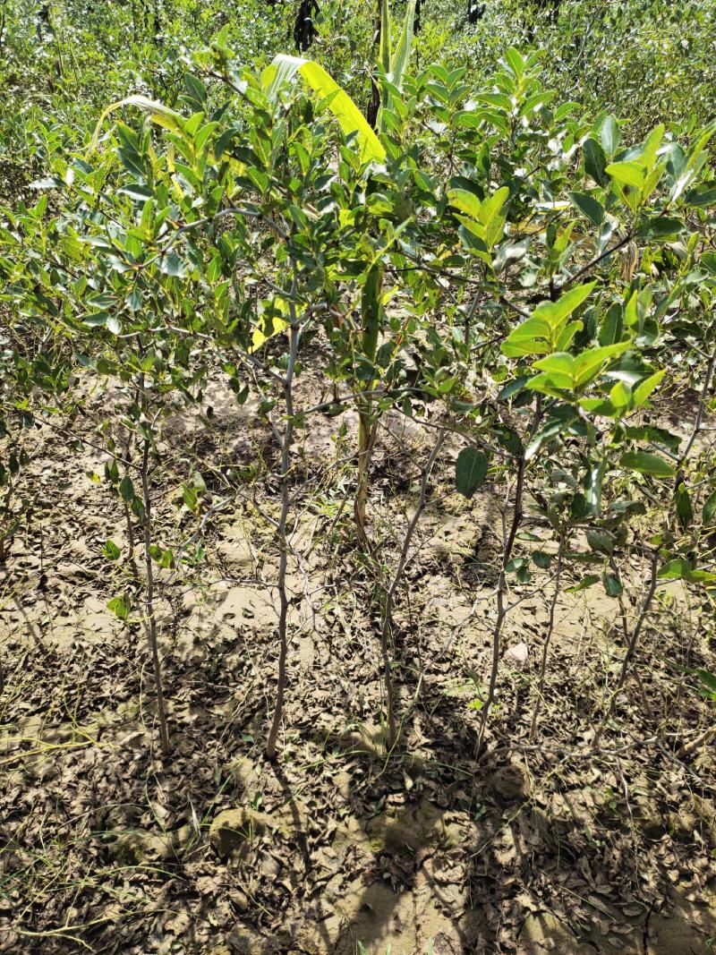 一年酸枣苗量大可嫁接冬枣蟠枣自己苗圃的质优价廉