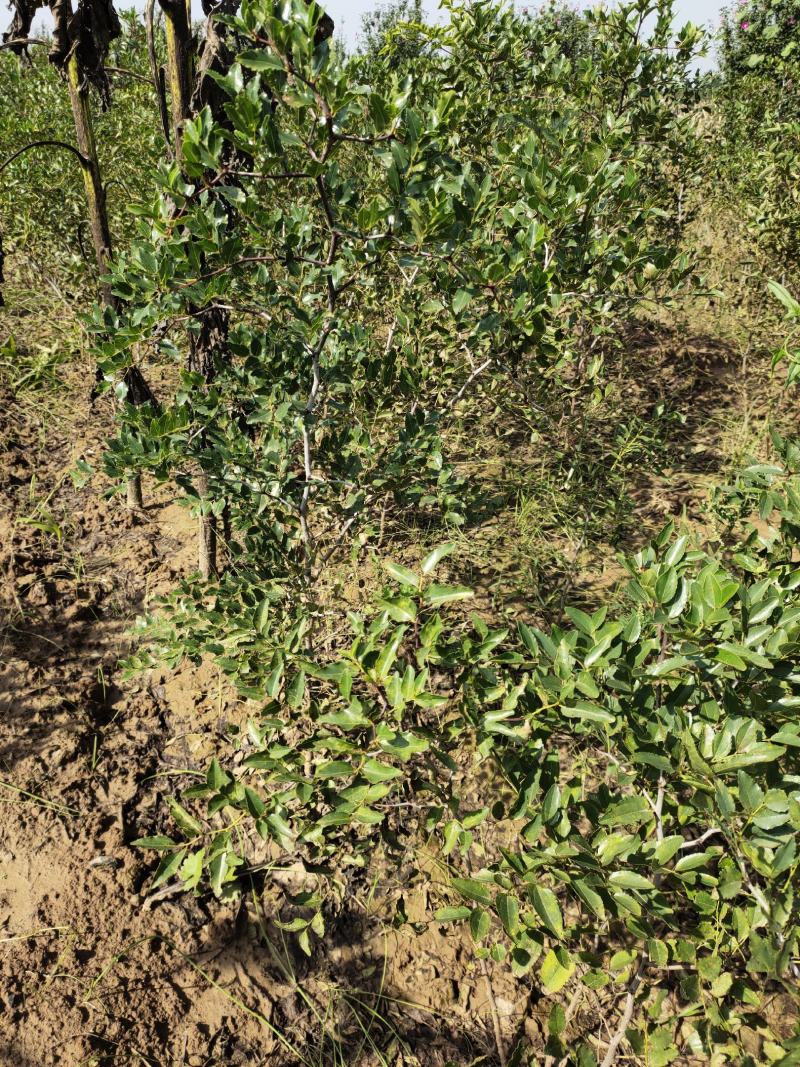 一年酸枣苗量大可嫁接冬枣蟠枣自己苗圃的质优价廉
