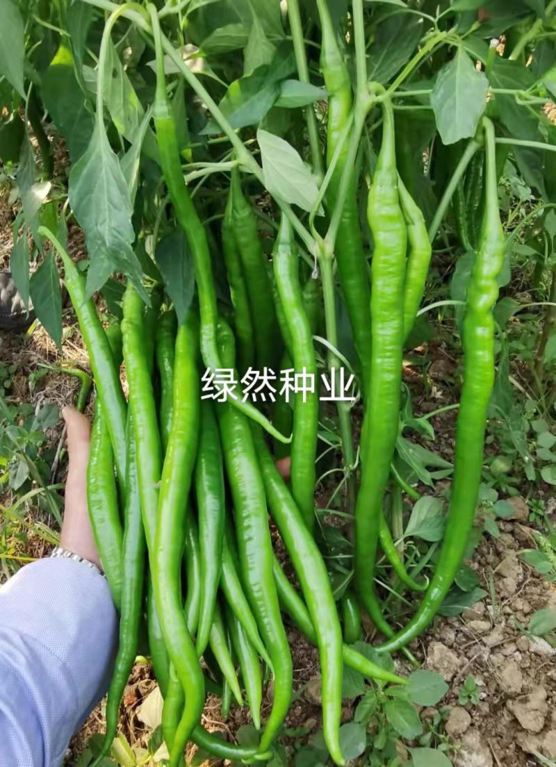 萧新巨丰传奇线椒种子杂交一代早熟品种种子