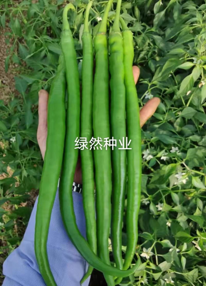 萧新巨丰传奇线椒种子杂交一代早熟品种种子