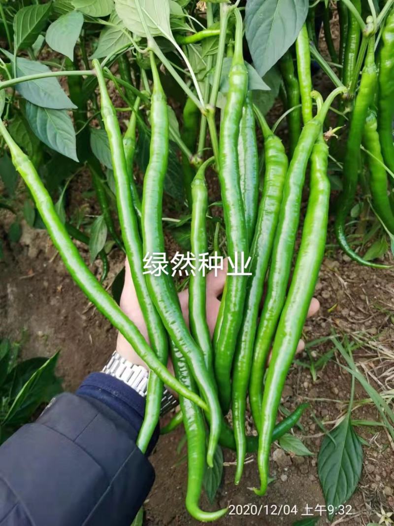 萧新巨丰传奇线椒种子杂交一代早熟品种种子