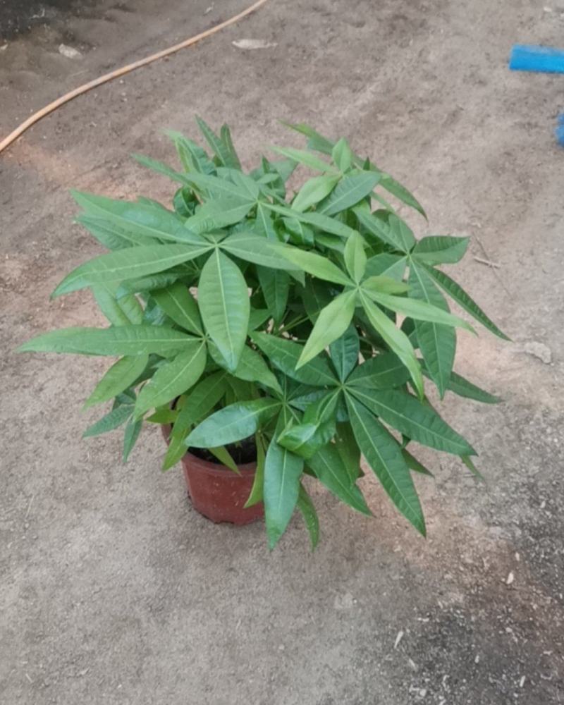 发财树
