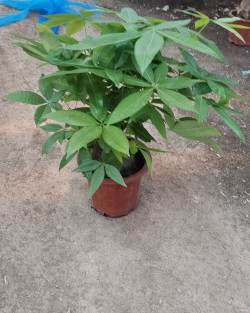 发财树