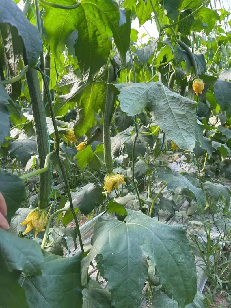 丝瓜苗长条丝瓜苗寿光中绿丝瓜苗强雌越夏耐高温产量高