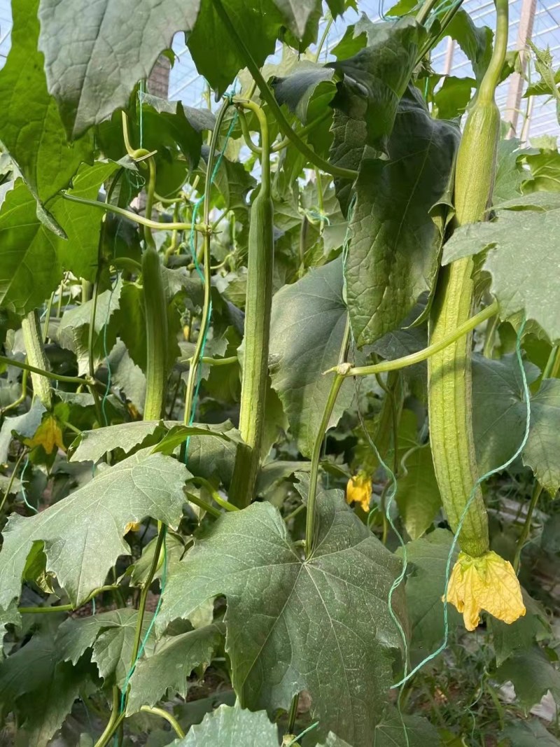 丝瓜苗长条丝瓜苗寿光中绿丝瓜苗强雌越夏耐高温产量高