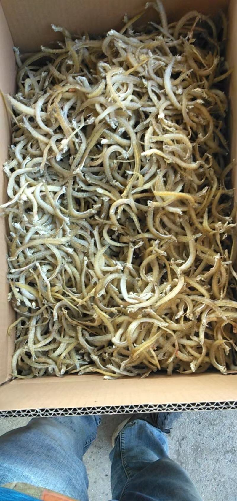 现加工精品凤尾鱼，干度好盐分低颜色漂亮，一手货源