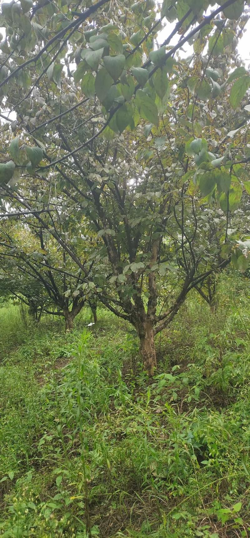 山茱萸，独杆山茱萸，丛生山茱萸，10公分到15公分山茱萸