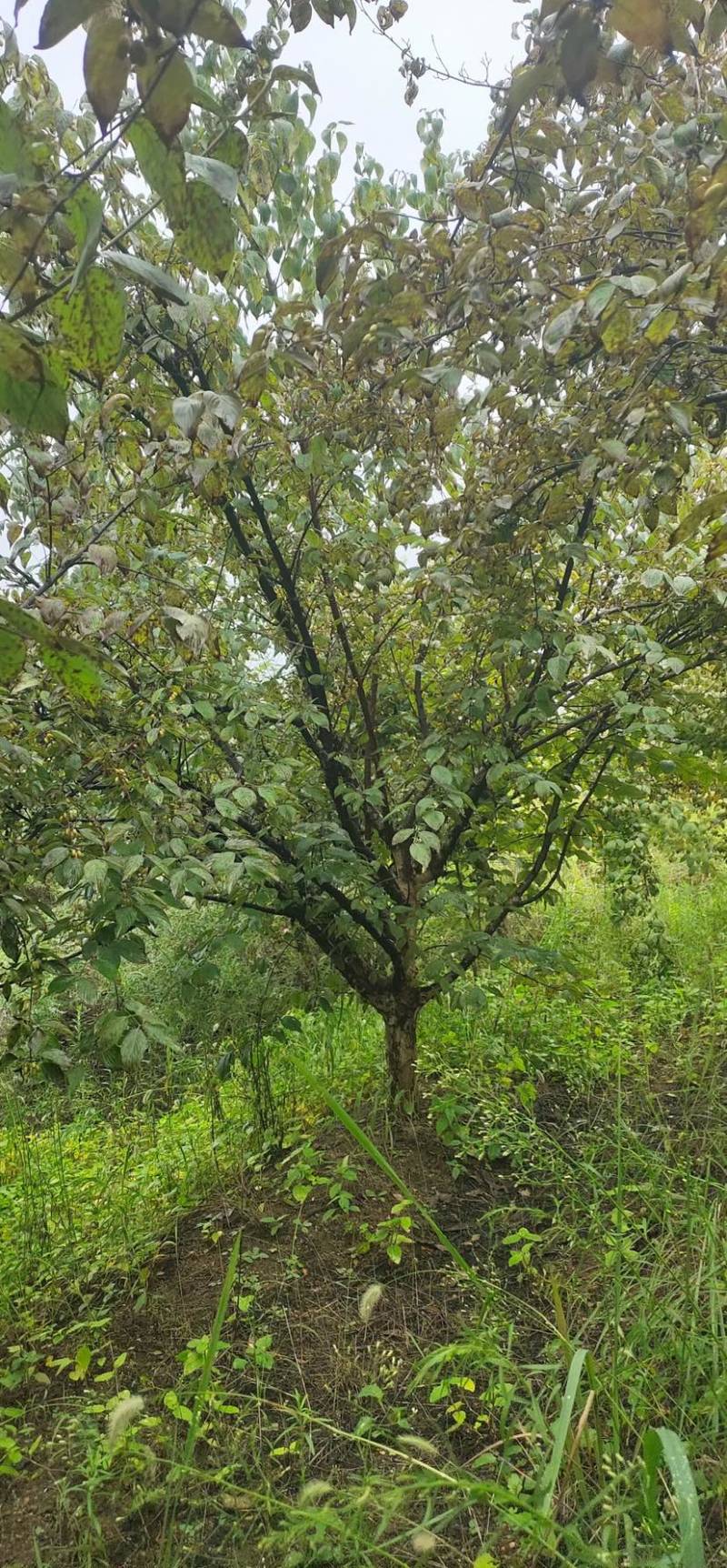 山茱萸，独杆山茱萸，丛生山茱萸，10公分到15公分山茱萸
