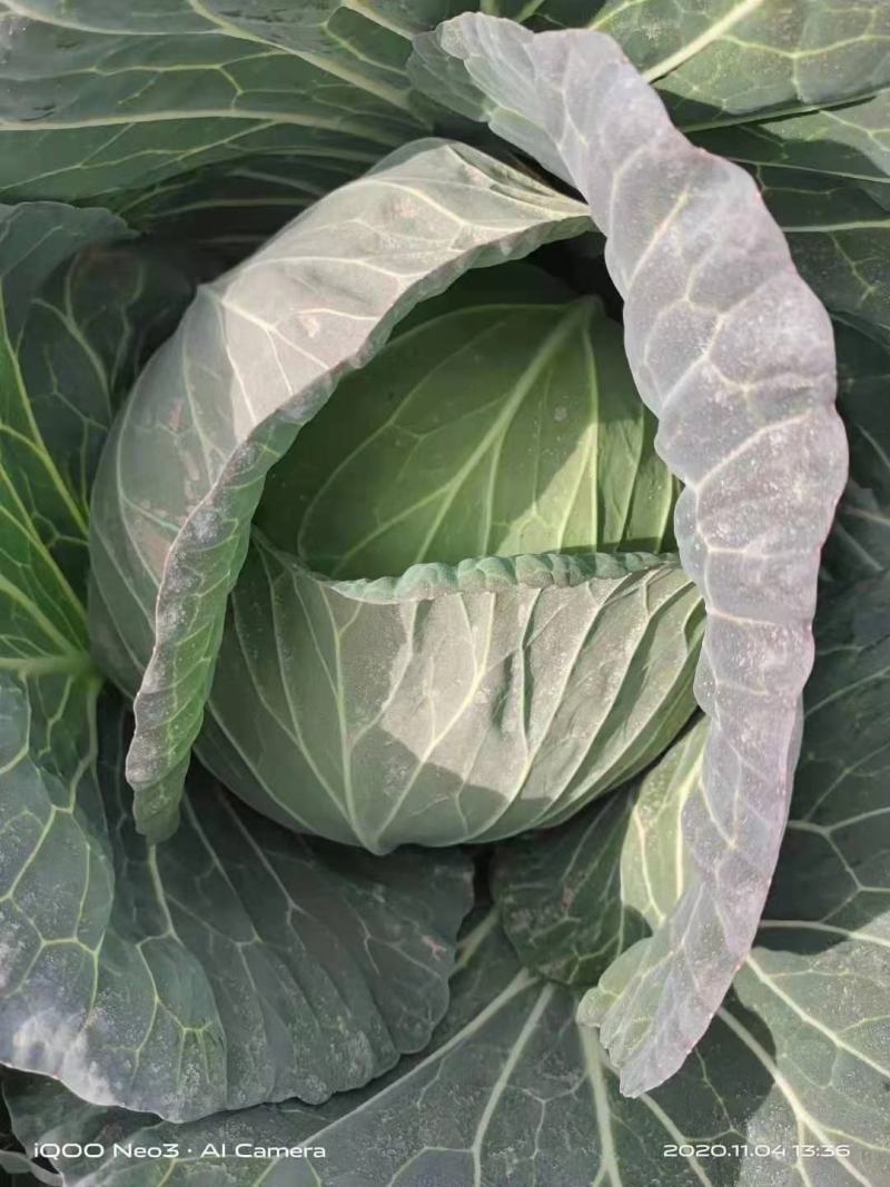 双龙三号包菜(扁圆型’