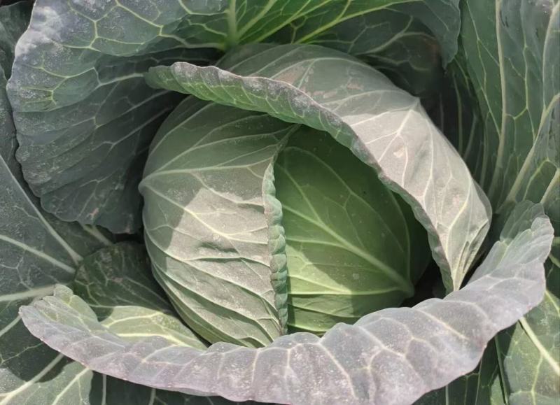 双龙三号包菜(扁圆型’