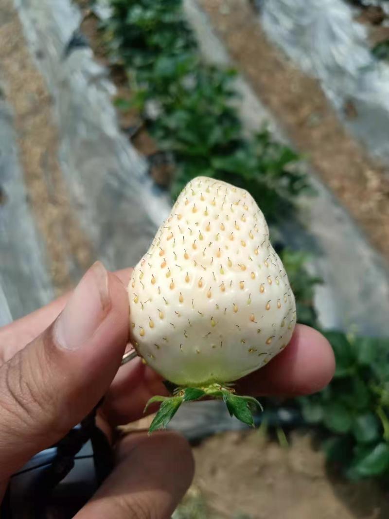 甜宝，章姬