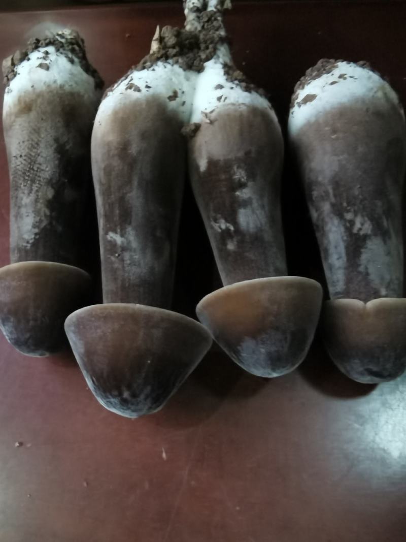 黑皮鸡枞菌的工厂化栽培基地直供鲜品干品菌包
