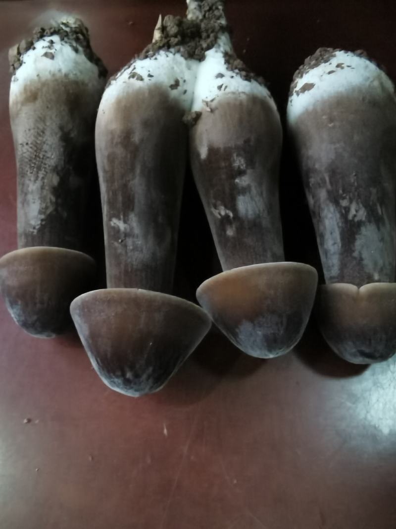 黑皮鸡枞菌的工厂化栽培基地直供鲜品干品菌包