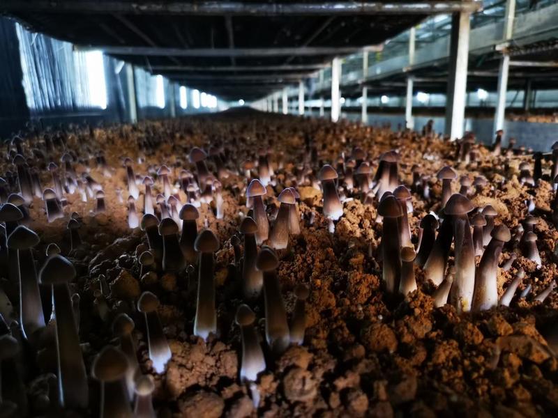 黑皮鸡枞菌的工厂化栽培基地直供鲜品干品菌包